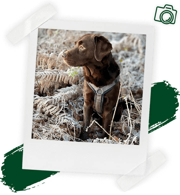 landflair fotowettbewerb Igel 720x804